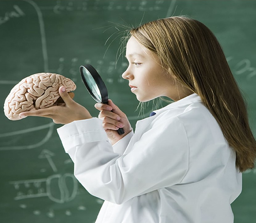 person inspecting a brain using a magnifying glass